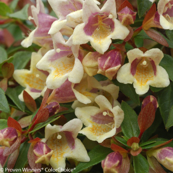 10 Fantastic Low Maintenance Plants For Shade Plant Addicts