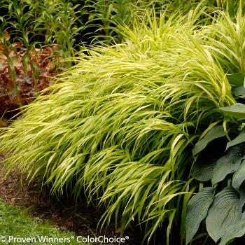 low maintenance shade landscaping