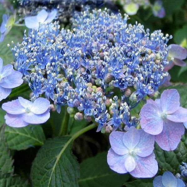 Lacecap Hydrangea | Hydrangea macrophylla normalis | Plant Addicts