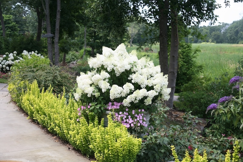 bobo_hydrangea_planted in a container_near roses, butterfly bush, and barberry plants