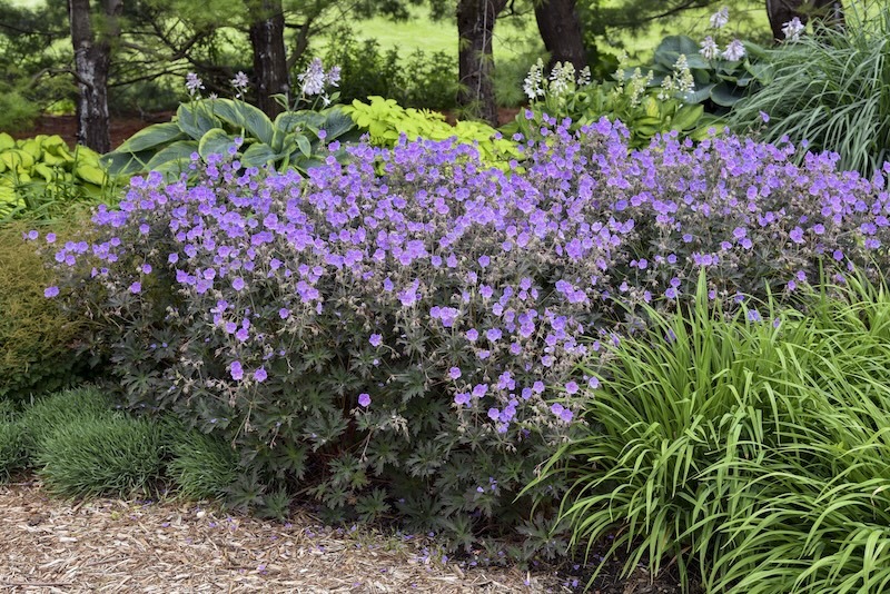 boom_chocolatta_geranium_planted with hostas and daylilies boom_chocolatta_geranium_planted with hostas and daylilies