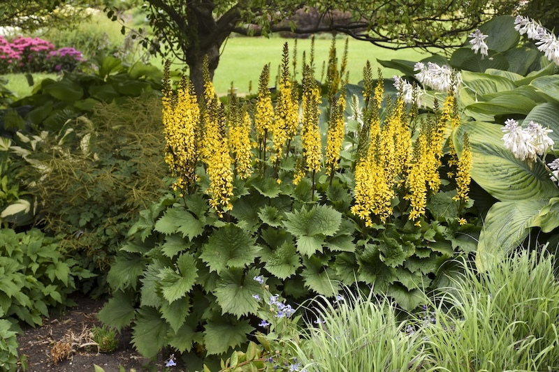 bottle_rocket_ligularia_planted with hostas, bellflower, and goatsbeard in the shade of a tree bottle_rocket_ligularia_planted with hostas, bellflower, and goatsbeard in the shade of a tree