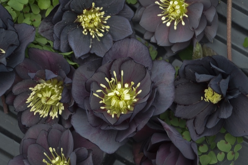 close up of_dark_and_handsome_hellebore blooms.jpg