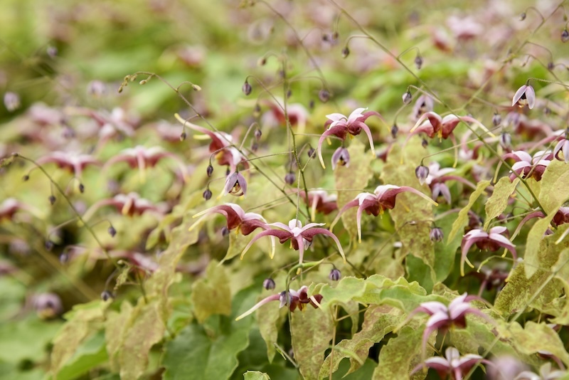 closeup of_hugs_and_kisses_epimedium