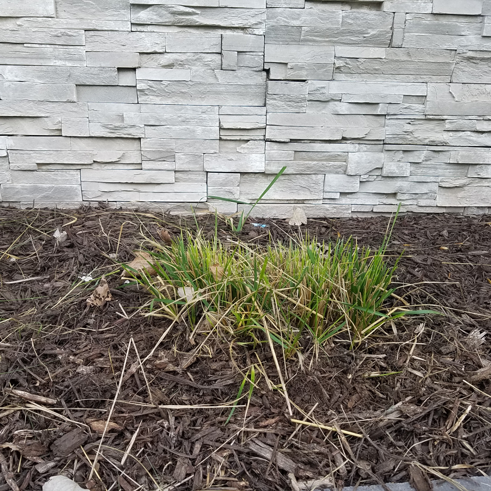 cutting-back-ornamental-grasses-plant-addicts