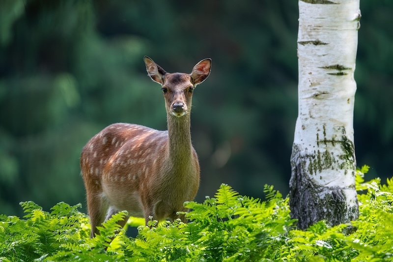 deer in a fern grove next to a birch tree