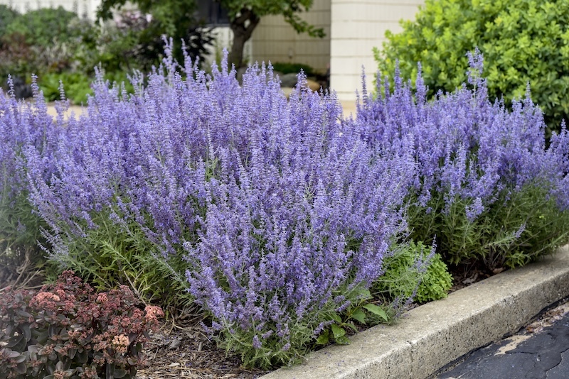 denim_n_lace_russian sage plants in foundation planting