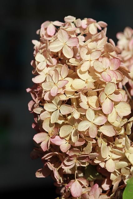 dried-hydrangea-flower.jpg