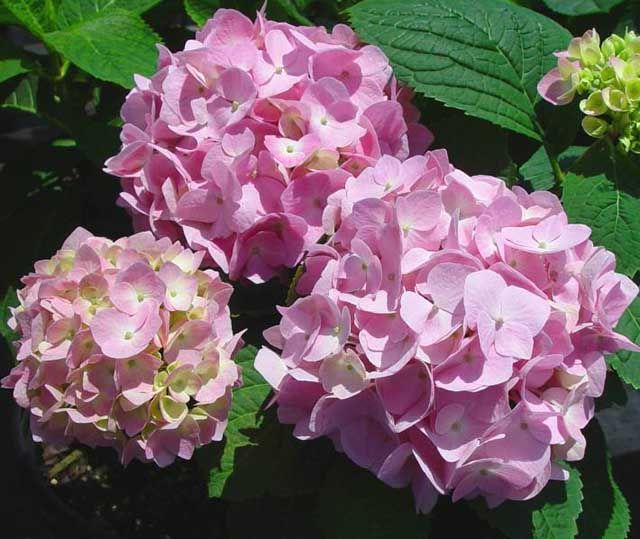 Endless Summer Hydrangeas for Sale