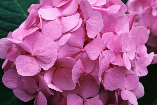 Endless Summer in Belgium Pink Blooms Up Close