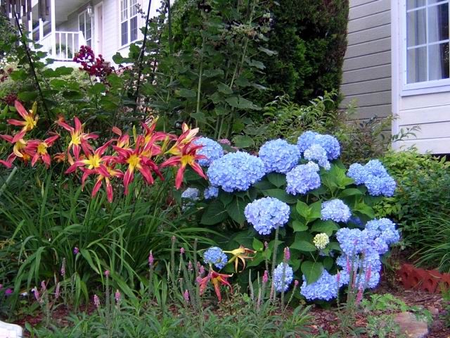 Hiasan Plant Endless Summer Hydrangeas for Sale Plant Addicts