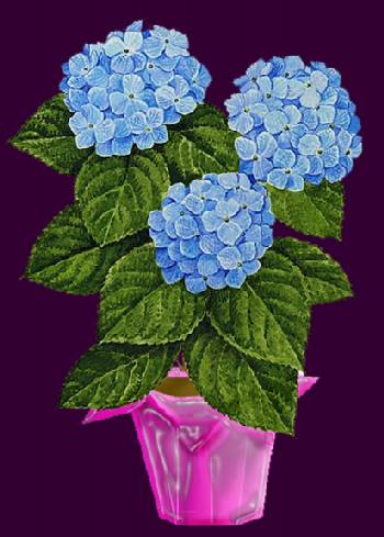 The Gift Hydrangea What To Do With It Plant Addicts Foil Hydrangea Compressor Jpg