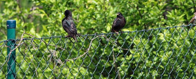 7 Climbing Vines to Cover Up Your Ugly Fencing