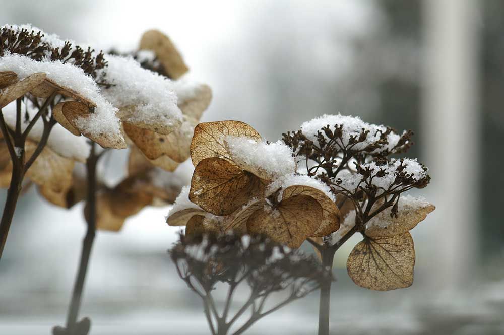 Winter Protection of Hydrangeas Plant Addicts