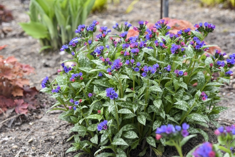 closeup of_spot_on_lungwort in bloom