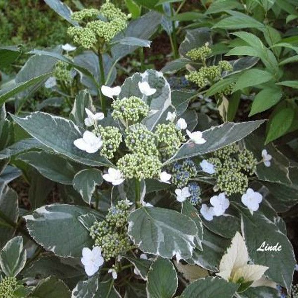 Lacecap Hydrangea Hydrangea macrophylla normalis Plant Addicts