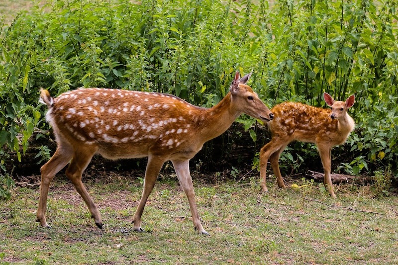 mother and baby deer next to sunny meadow