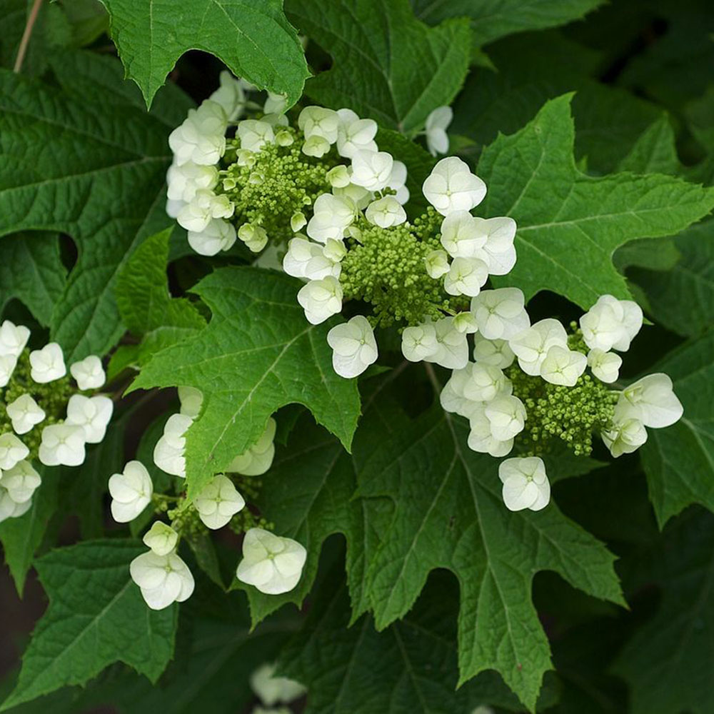 Oakleaf Hydrangea Hydrangea Quercifolia Plant Addicts   Oakleaf Hydrangea Cropped 