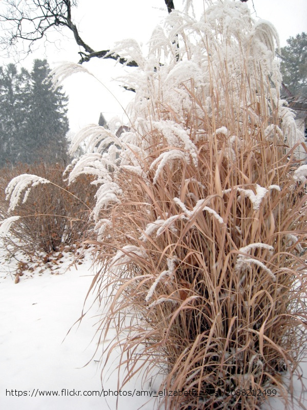 cutting-back-ornamental-grasses-plant-addicts