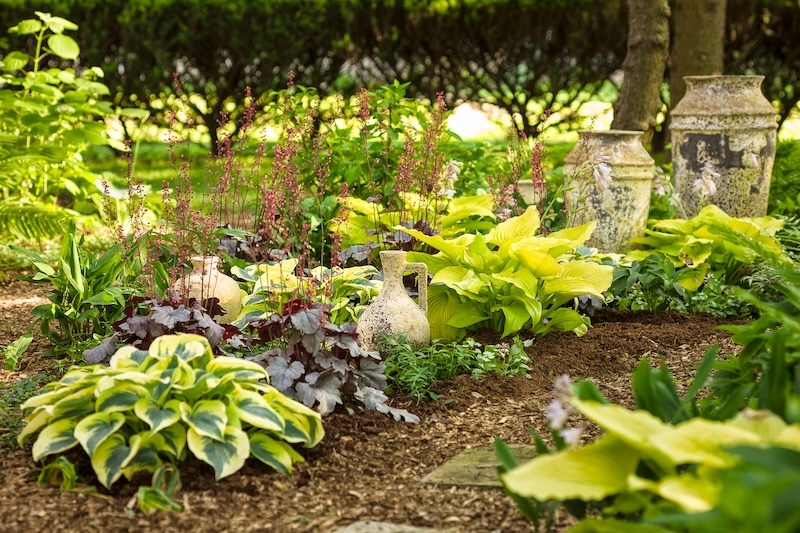 shade_garden_with dolce silver gumdrop coral bells in bloom interspersed with shadowland hostas shade_garden_with dolce silver gumdrop coral bells in bloom interspersed with shadowland hostas