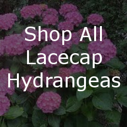 Shop All Lacecap Hydrangeas
