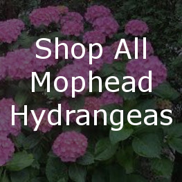 Shop Alle Mophead Hortensia ' S