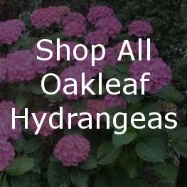 Winkel alle Lacecap Hydrangeas