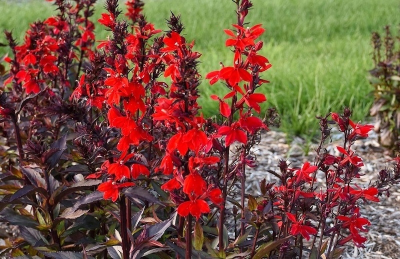 Starship™ Scarlet Bronze Leaf Cardinal Flower in bloom Starship™ Scarlet Bronze Leaf Cardinal Flower in bloom