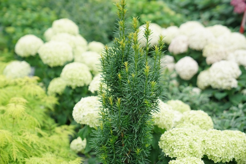 stonehenge_skinny_yew planted with hydrangea and elderberry stonehenge_skinny_yew planted with hydrangea and elderberry