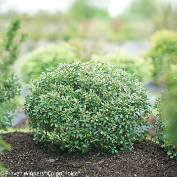 10 Fantastic Low Maintenance Plants For Full Sun Plant Addicts