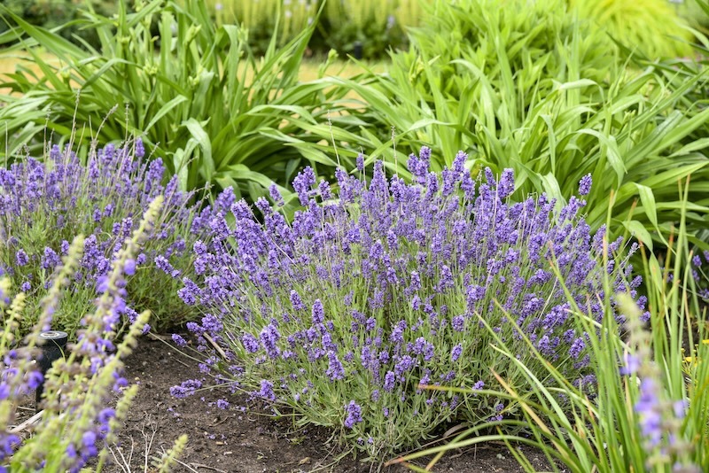 summer_serenade_lavender plants in front of daylilies