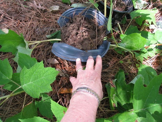 Propagating Hydrangeas Plant Addicts