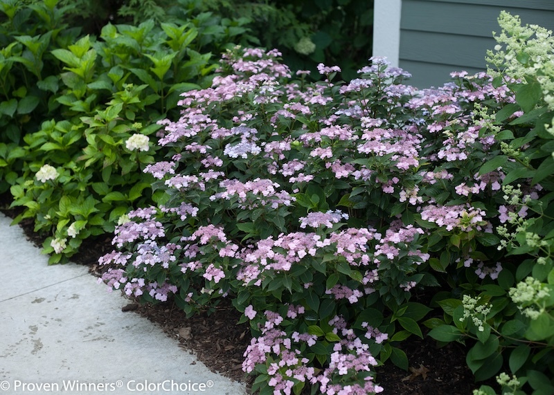 tiny_tuff_stuff_hydrangea-in bloom in a foundation planting tiny_tuff_stuff_hydrangea-in bloom in a foundation planting